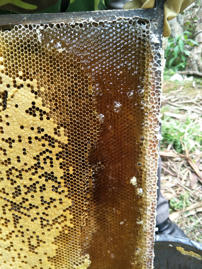 成熟封巢蜜