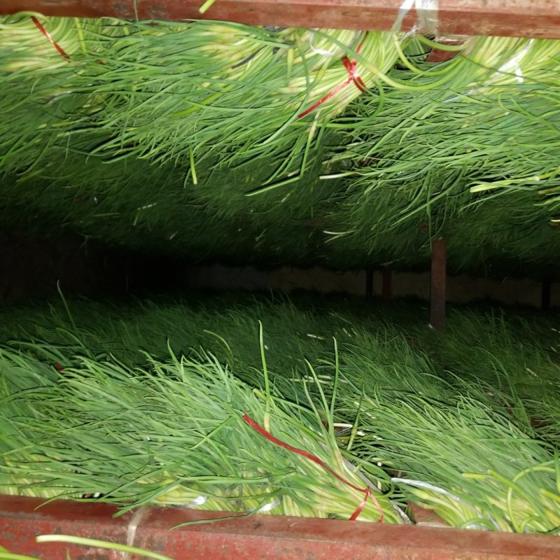 金乡蒜苔储备入库，为采购商保驾护航保证质量