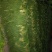 金乡蒜苔储备入库，为采购商保驾护航保证质量