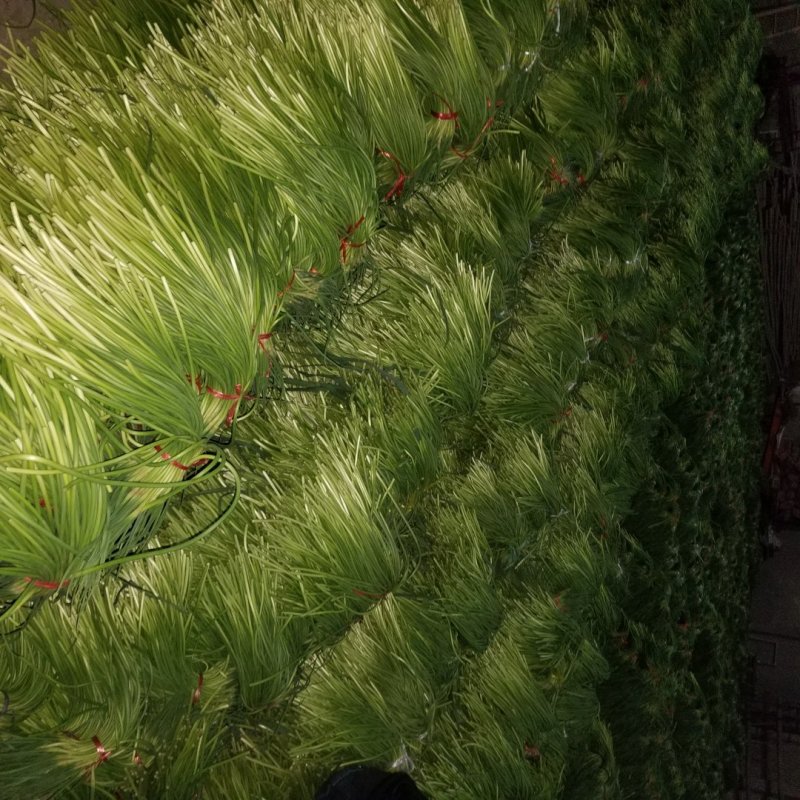 金乡蒜苔储备入库，为采购商保驾护航保证质量