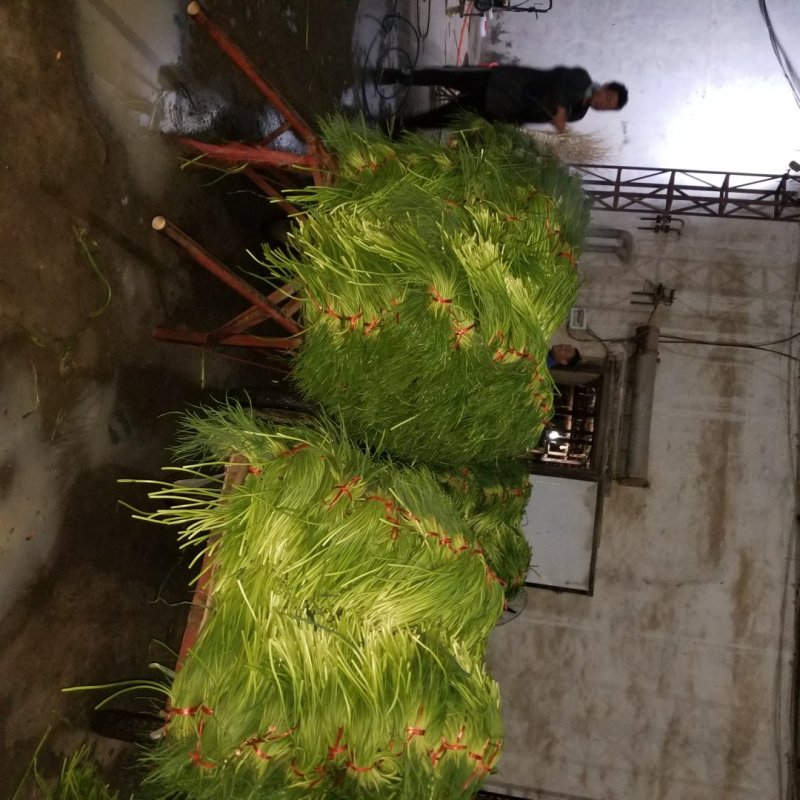 金乡蒜苔储备入库，为采购商保驾护航保证质量
