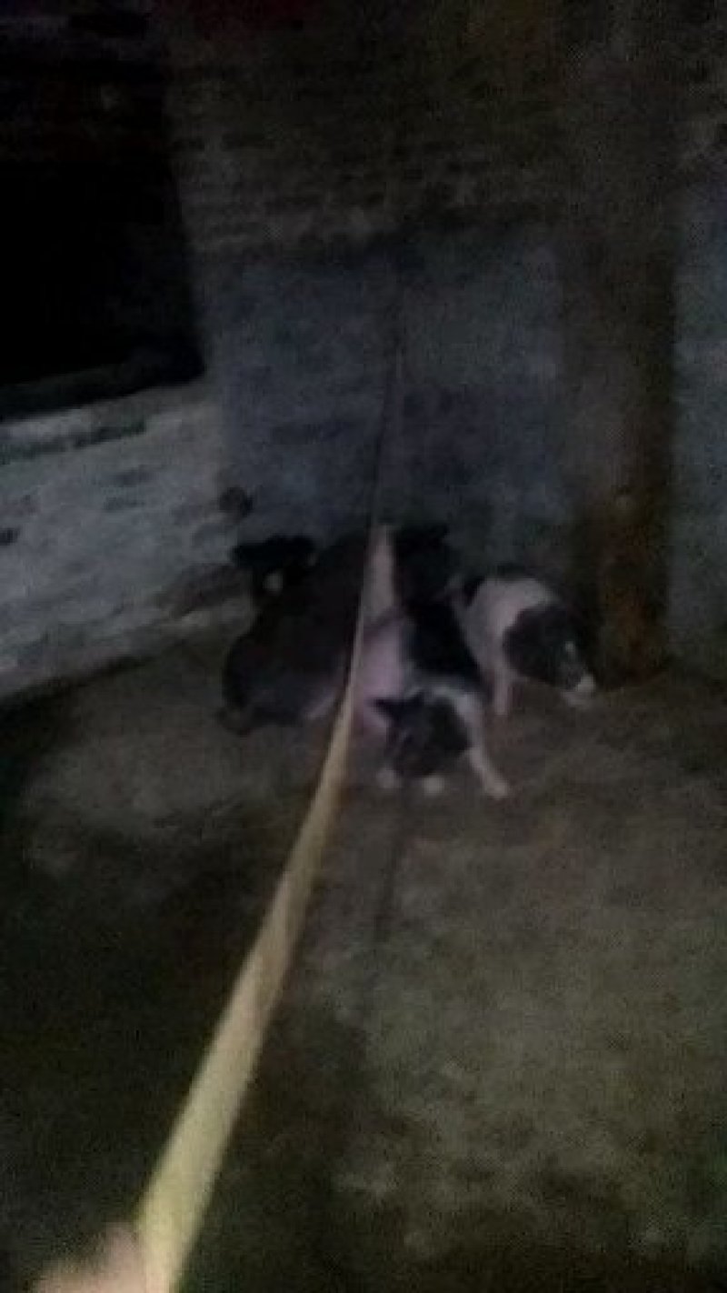 陆川猪仔猪，小花猪小母猪，各种各样品种的