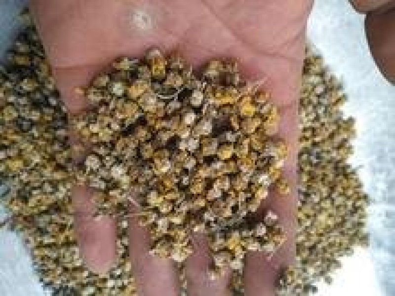 野菊花（药用）无熏蒸干货自然晾晒一公斤起包邮