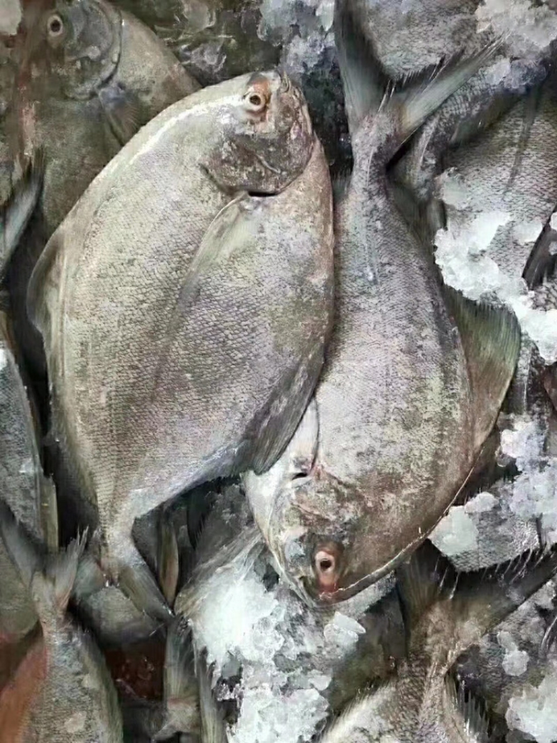 黑鲳鱼它的营养价值非常高，常被人们认为是山珍海味。