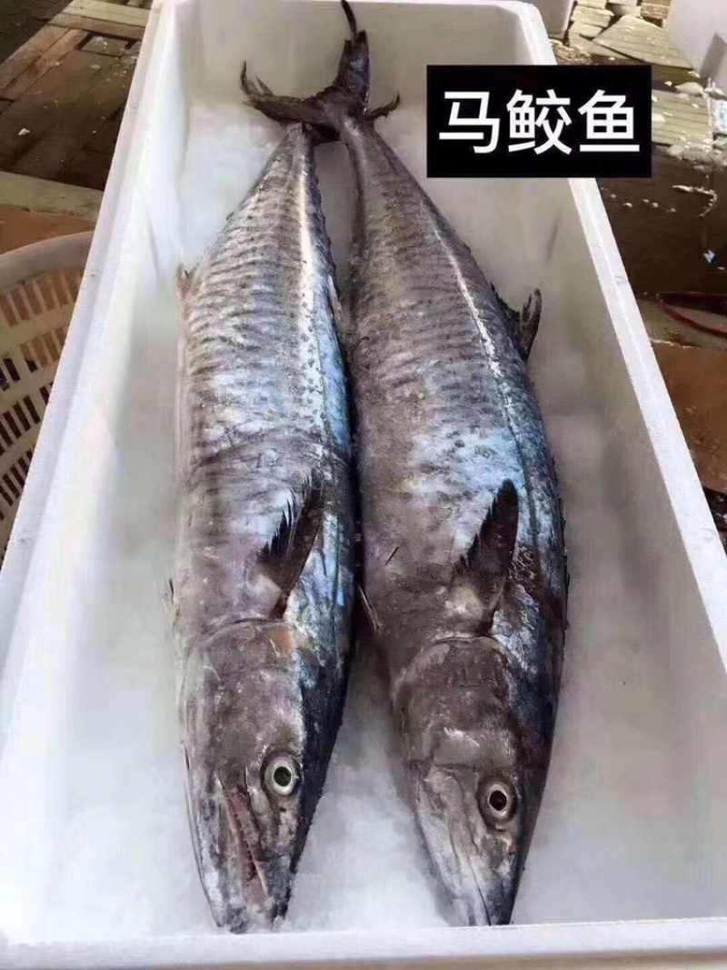 博贺本港马鲛鱼它的营养价值非常高，常被人们认为是山珍海味