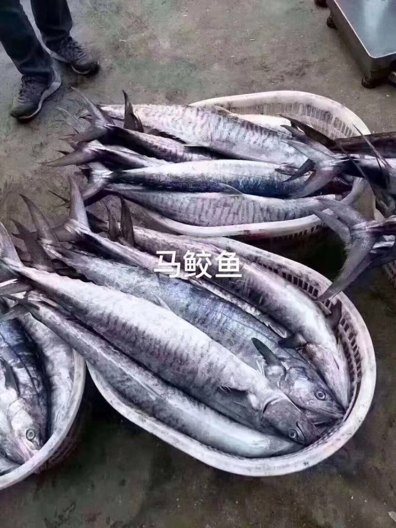 博贺本港马鲛鱼它的营养价值非常高，常被人们认为是山珍海味