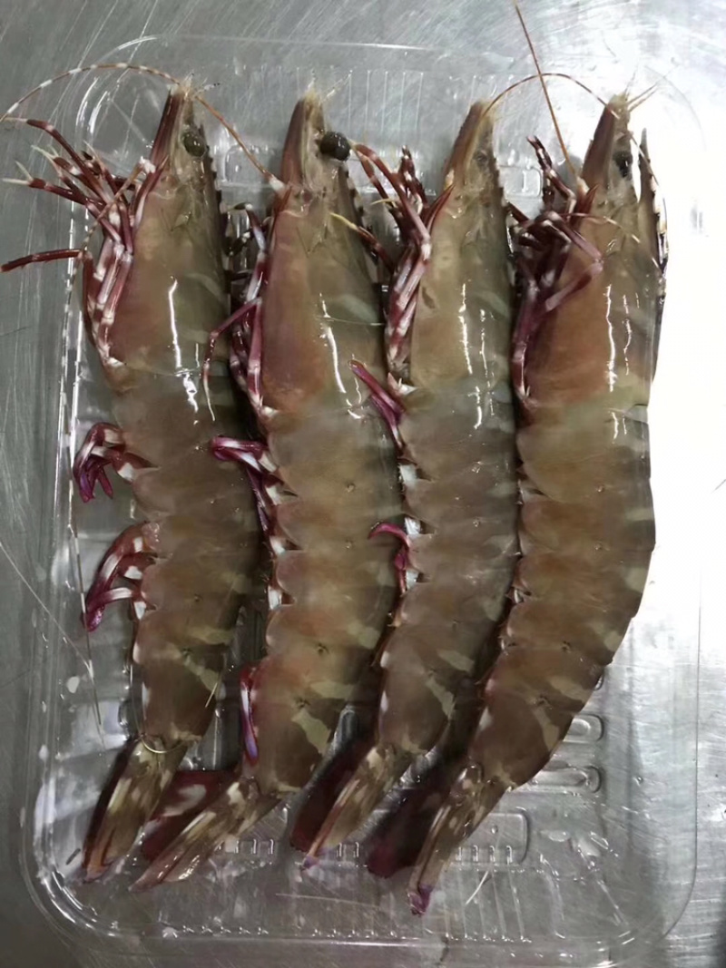 鬼虾它的营养价值非常高，常被人们认为是山珍海味
