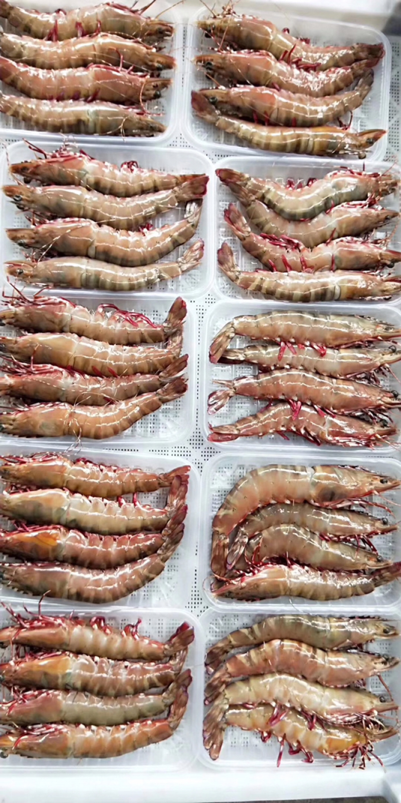鬼虾它的营养价值非常高，常被人们认为是山珍海味