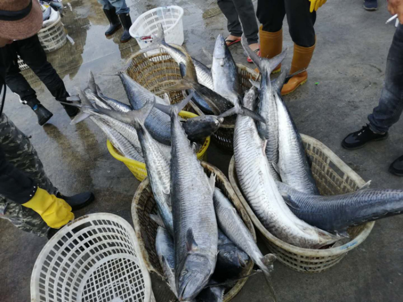 马鲛鱼它的营养价值非常高，常被人们认为是山珍海味