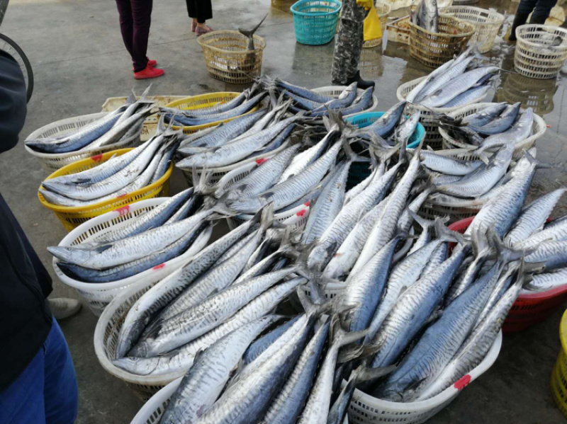 马鲛鱼它的营养价值非常高，常被人们认为是山珍海味