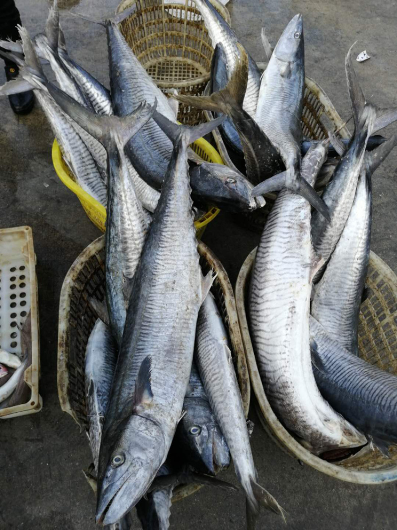 马鲛鱼它的营养价值非常高，常被人们认为是山珍海味