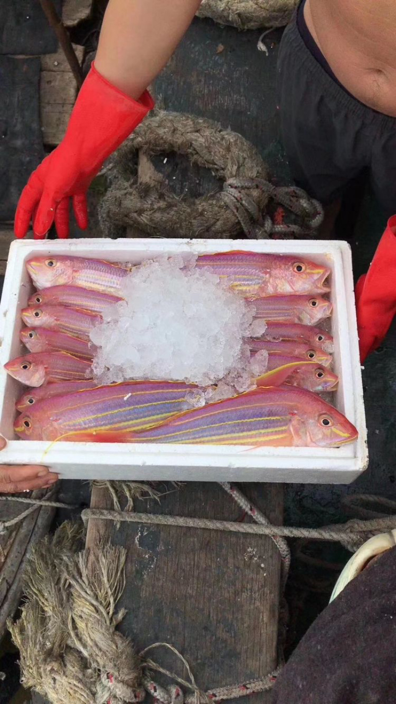 金丝鱼金丝鱼肉美色艳，为宴客佳肴，自古被视为珍品。