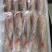 金丝鱼金丝鱼肉美色艳，为宴客佳肴，自古被视为珍品。
