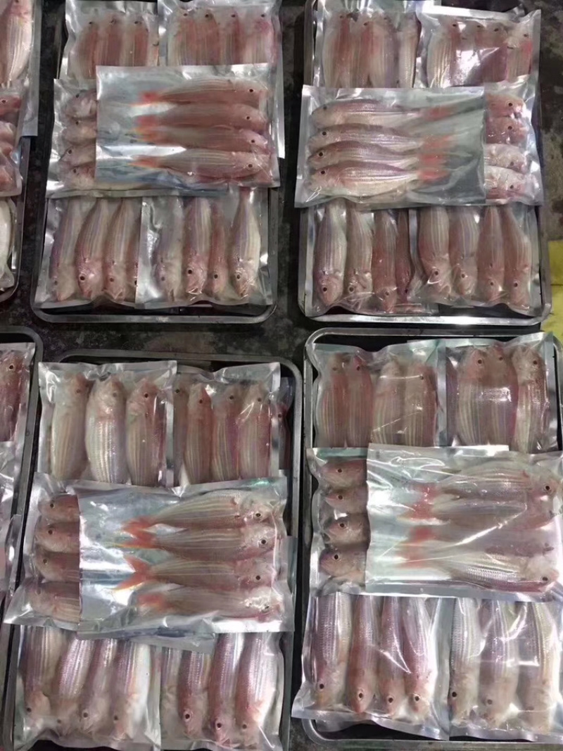 金丝鱼金丝鱼肉美色艳，为宴客佳肴，自古被视为珍品。