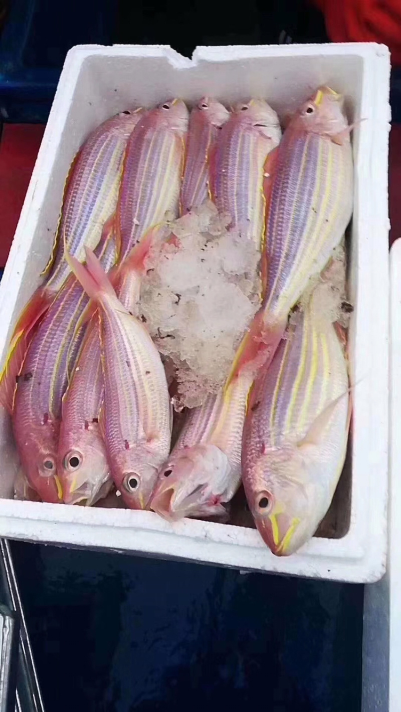 金丝鱼金丝鱼肉美色艳，为宴客佳肴，自古被视为珍品。