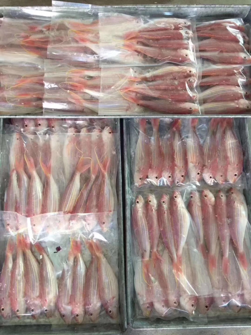 金丝鱼金丝鱼肉美色艳，为宴客佳肴，自古被视为珍品。