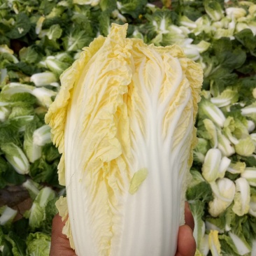 娃娃菜河南鹿邑小娃娃菜，可视频看货支持线上交易