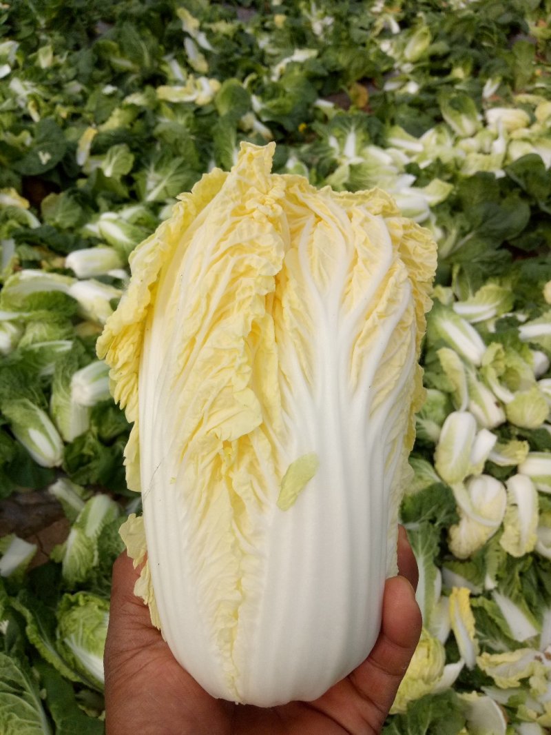 娃娃菜河南鹿邑小娃娃菜，可视频看货支持线上交易