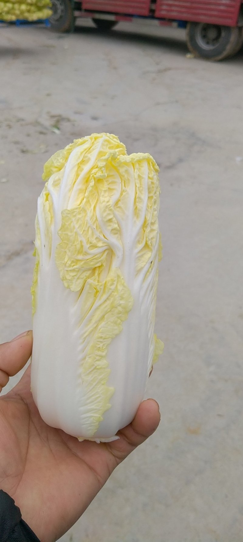 娃娃菜河南鹿邑小娃娃菜，可视频看货支持线上交易