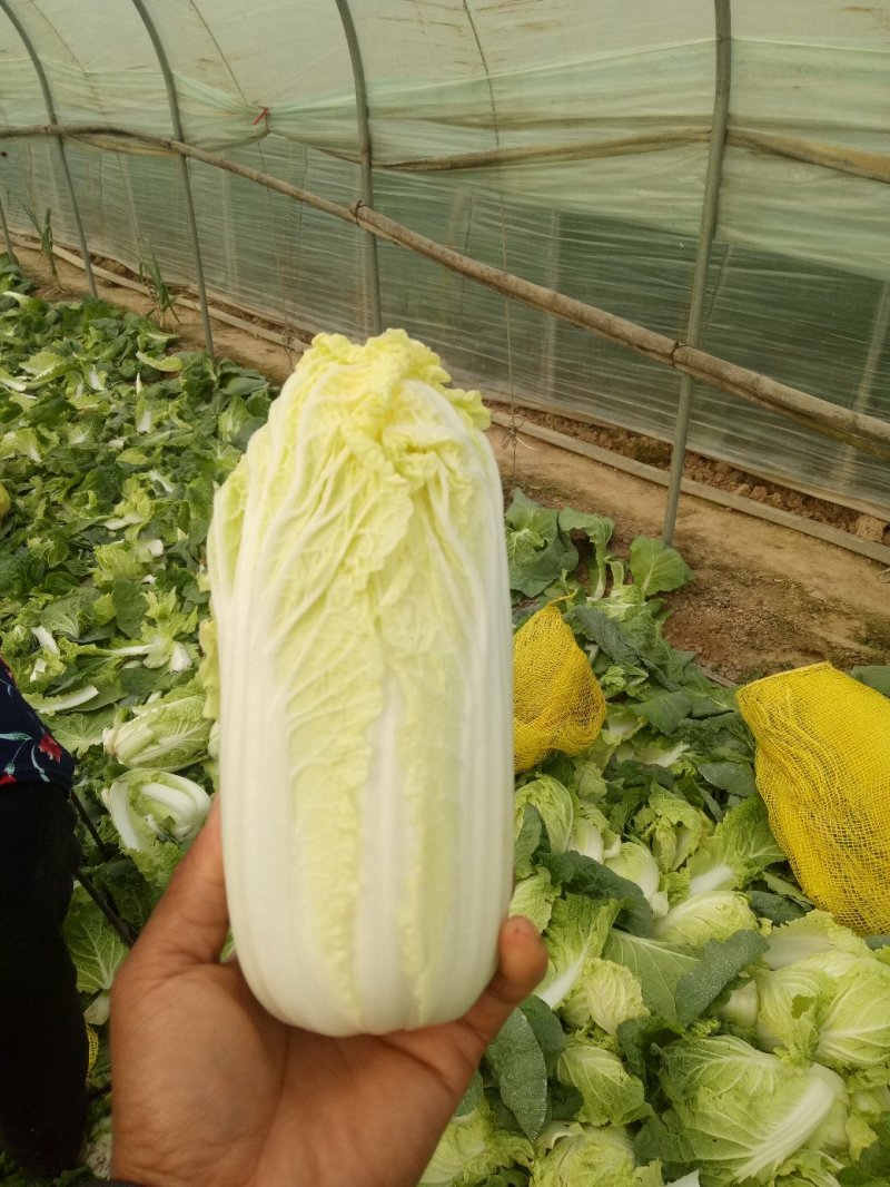 娃娃菜河南鹿邑小娃娃菜，可视频看货支持线上交易