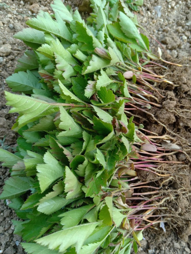 山楂苗原生芽苗高10cm左右现挖现卖质量保证