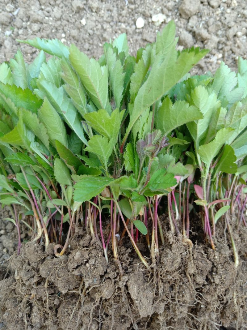 山楂苗原生芽苗高10cm左右现挖现卖质量保证