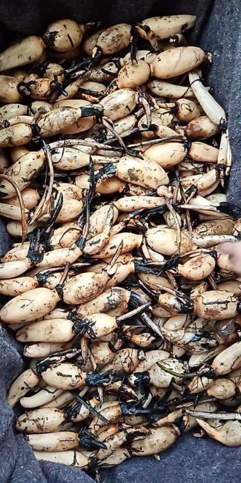 高产食用莲藕种苗深浅水都可种植质量好