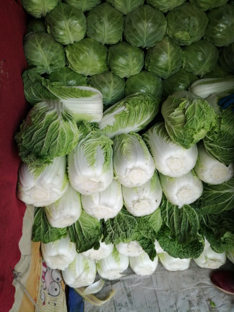 黄心白菜