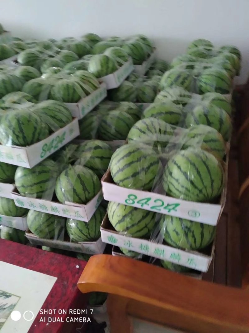 8424，美都，5斤打底8成熟1茬