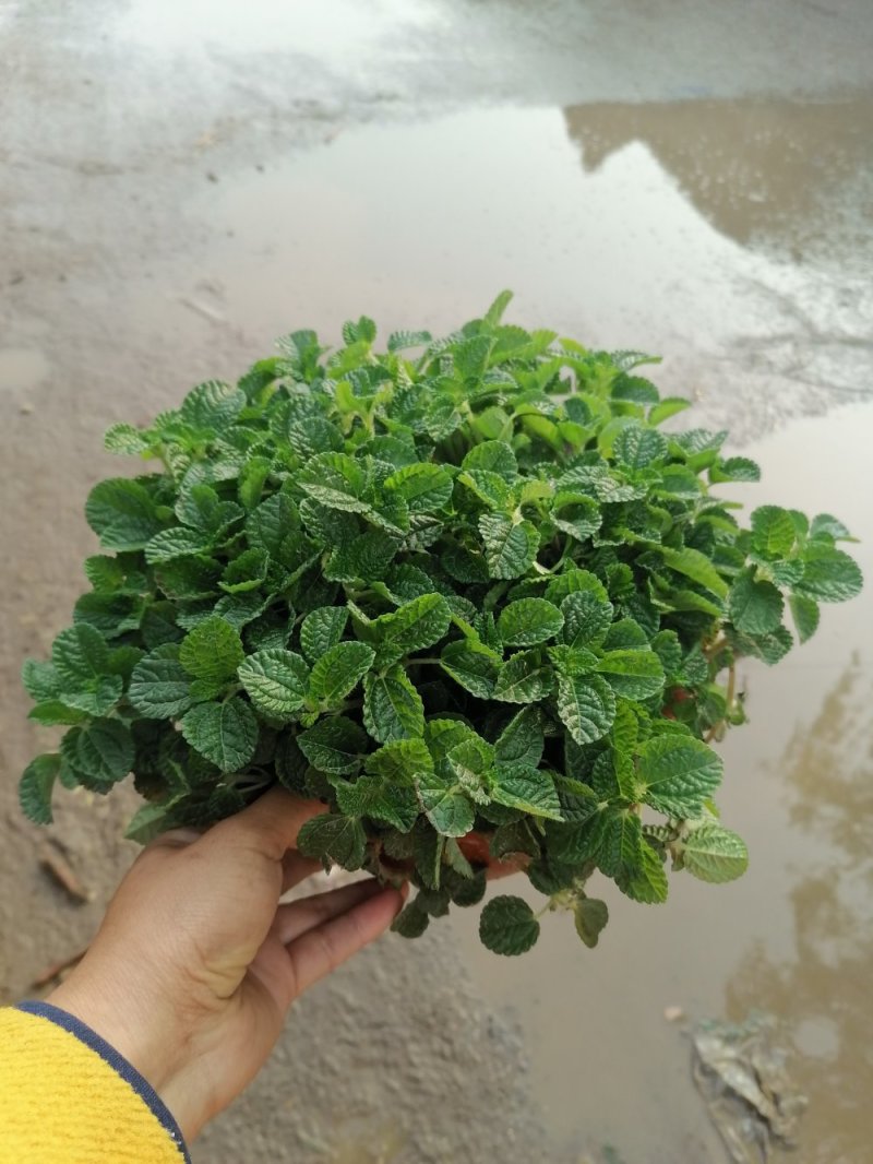 爆盆吸毒草，青州基地直发。