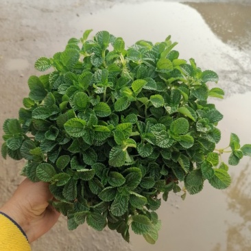 爆盆吸毒草，青州基地直发。