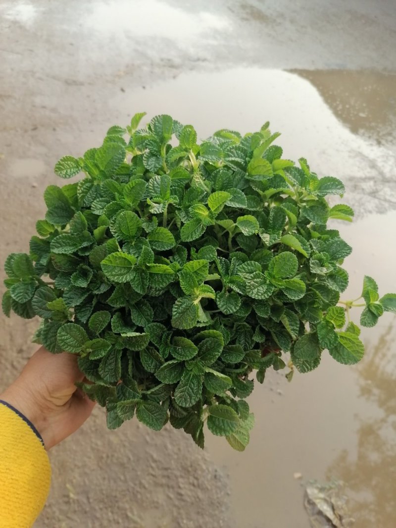爆盆吸毒草，青州基地直发。