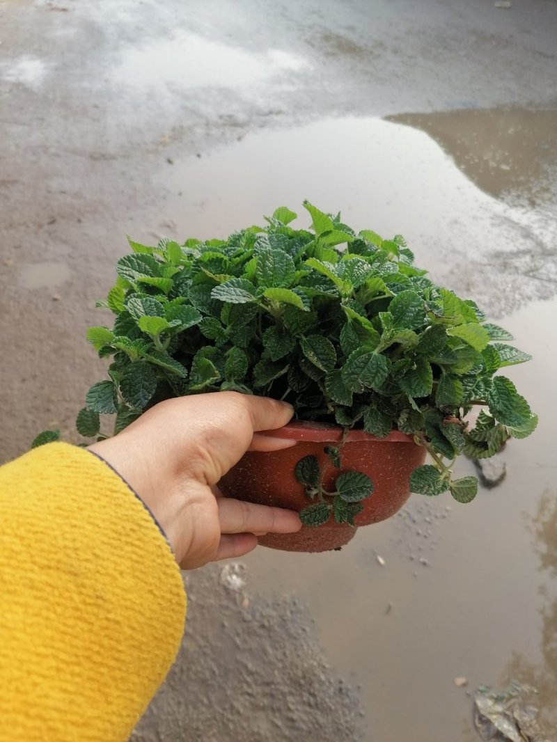 爆盆吸毒草，青州基地直发。
