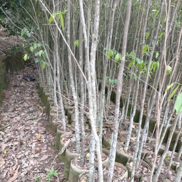沉香树杯苗：沉香树全身都是宝！价值非常高！