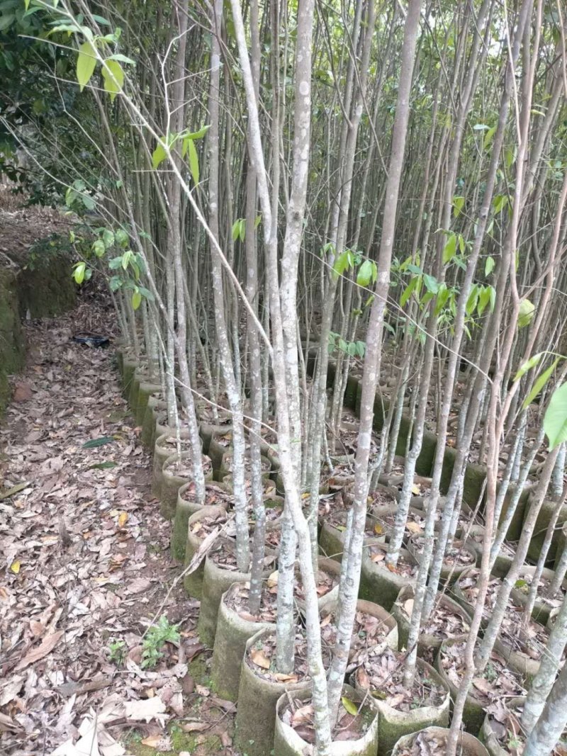 沉香树杯苗：沉香树全身都是宝！价值非常高！