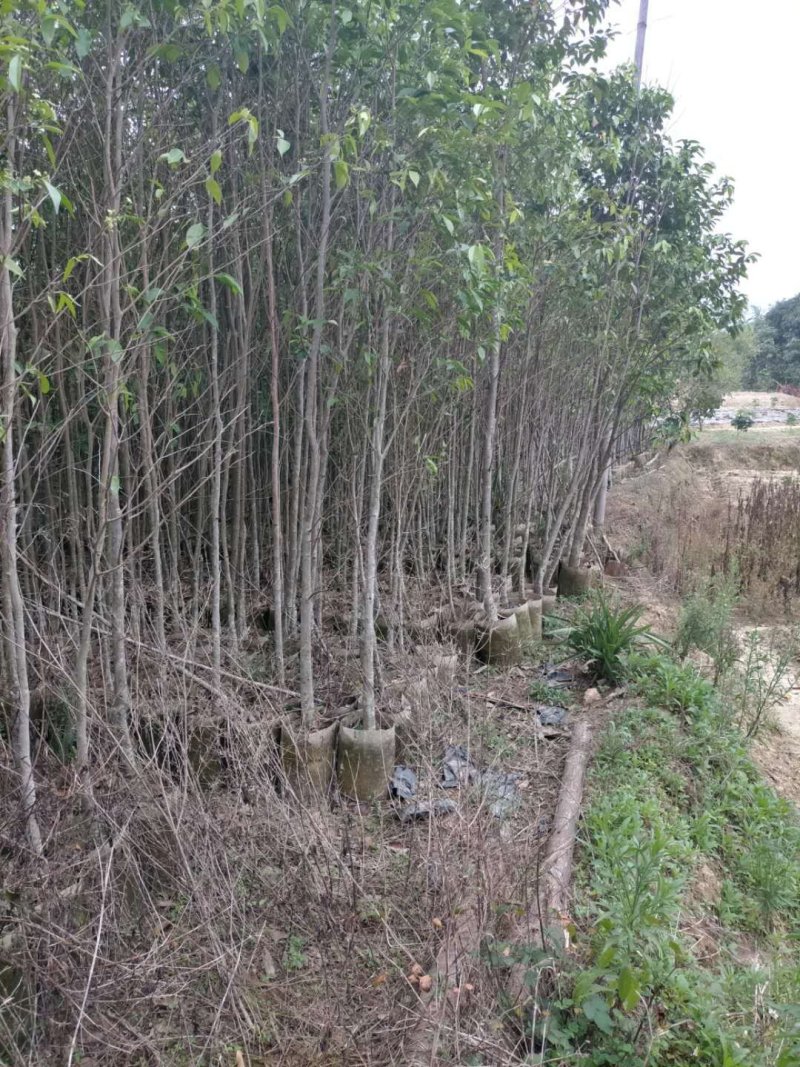 沉香树杯苗：沉香树全身都是宝！价值非常高！