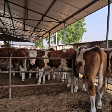 云南昆明西门塔尔肉牛犊活牛交易支持现场自由挑选签定