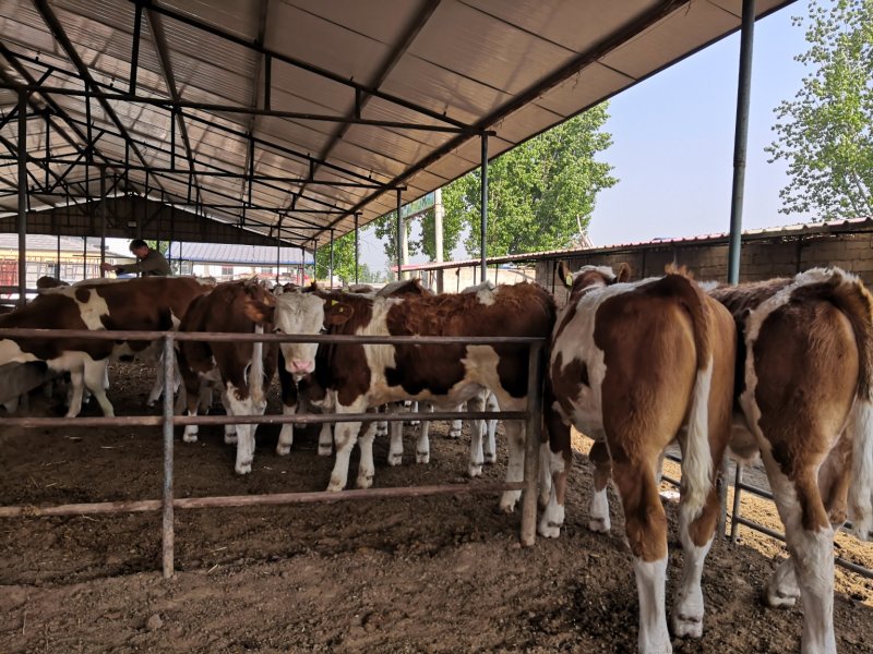 云南昆明西门塔尔肉牛犊活牛交易支持现场自由挑选签定