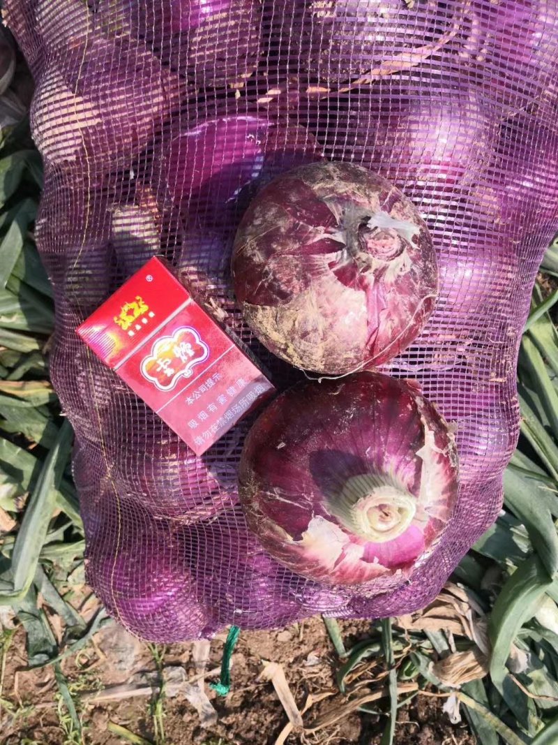 河南新野紫皮洋葱7cm以上，4两以上，可视频看货！