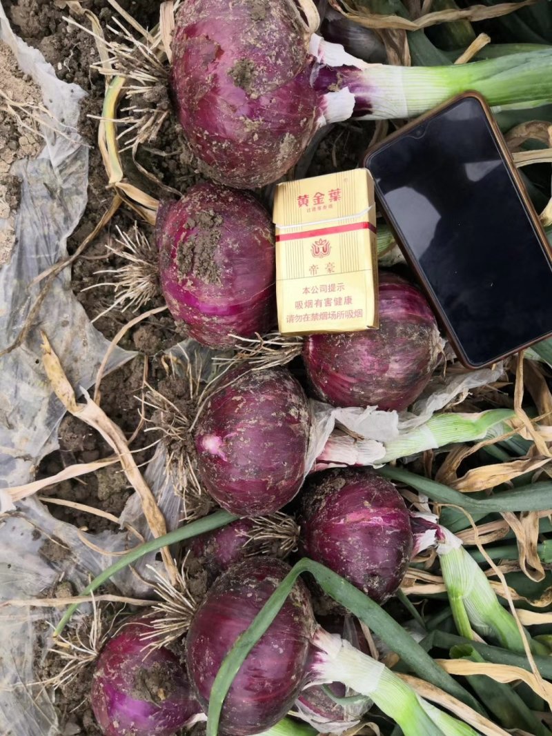 河南新野紫皮洋葱7cm以上，4两以上，可视频看货！