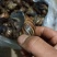 黑肉蜗牛，三螺，货源充足。