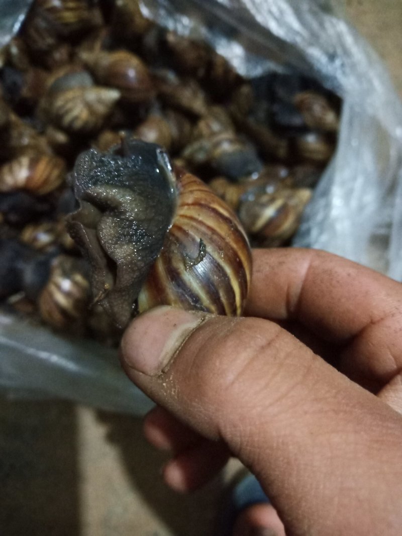 黑肉蜗牛，三螺，货源充足。