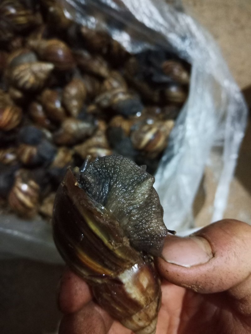 黑肉蜗牛，三螺，货源充足。