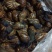 黑肉蜗牛，三螺，货源充足。