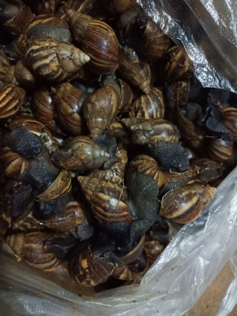 黑肉蜗牛，三螺，货源充足。