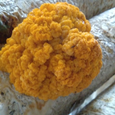 食用菌