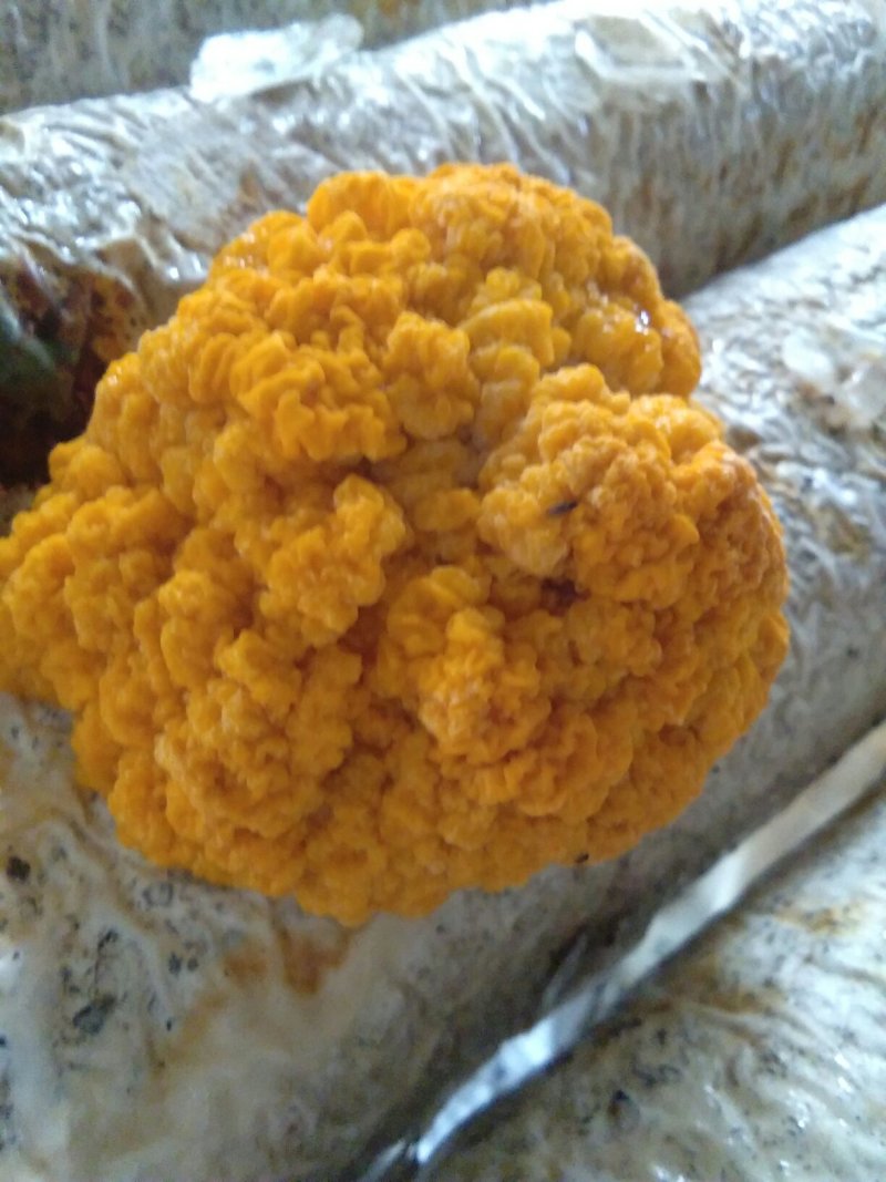 食用菌