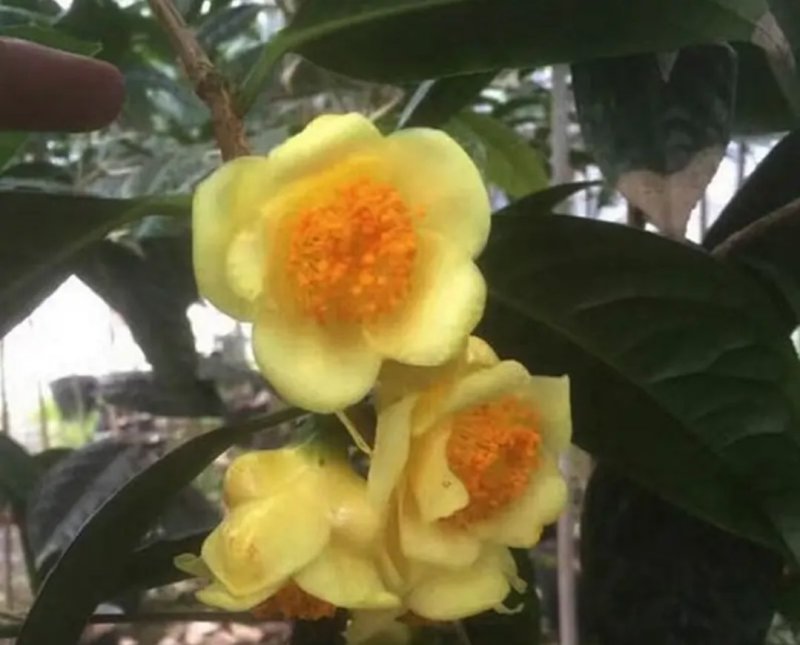 名贵茶花种子防城金花茶种子山茶花金茶花茶族皇后种子