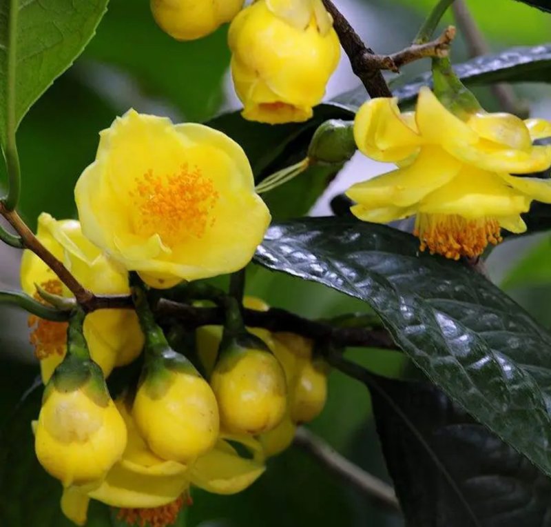名贵茶花种子防城金花茶种子山茶花金茶花茶族皇后种子