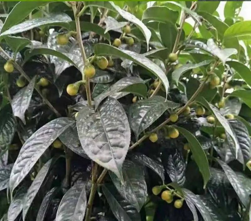 名贵茶花种子防城金花茶种子山茶花金茶花茶族皇后种子